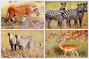 Wild African animals - lion, cheetah, zebra, antelope in the national park. African collage