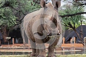 Wild african animals. Portrait of a male bull white Rhino grazing in Etosha National park