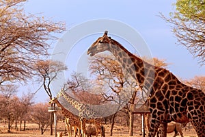 Wild african animals.  Several namibian giraffes in the african savannah