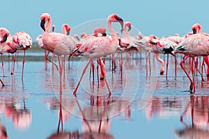 Wild african birds. Group birds of pink african flamingos walking around the blue lagoon