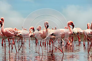 Wild african birds. Group of African red flamingo birds and their reflection on clear water. Walvis bay