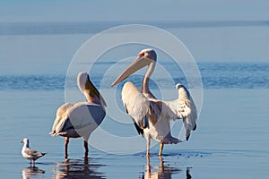 Wild african birds. A group of several large pelicans stand in the lagoon on a sunny day