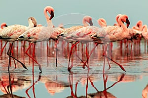 Wild african birds. Groupe of red flamingo birds on the blue lagoon