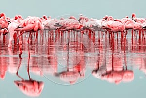 Wild african birds. Groupe of red flamingo birds on the blue lagoon