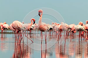 Wild african birds. Groupe of red flamingo birds on the blue lagoon photo
