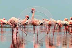 Wild african birds. Groupe of red flamingo birds on the blue lagoon