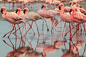 Wild african birds. Groupe of red flamingo birds on the blue lagoon photo