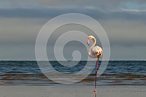 Wild african birds. One bird of african flamingo walking around the blue lagoon on a sunny day