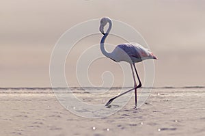 Wild african birds. One bird of pink african flamingo walking around the lagoon and looking for food