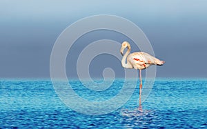 Wild african birds. One bird of pink african flamingo walking around the lagoon and looking for food