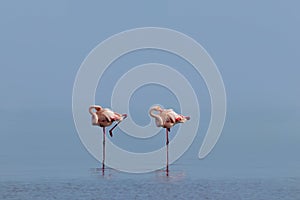 Wild african birds. Two birds of pink african flamingos walking around the blue lagoon