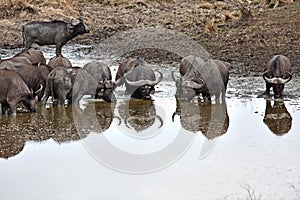 Wild African Buffalo