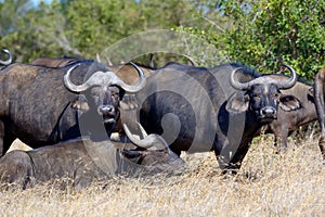 Wild African buffalo bull