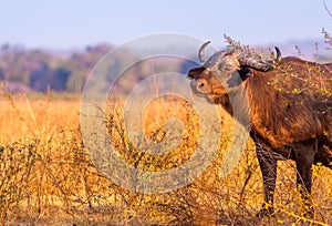 Wild African Buffalo with copy space