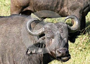 Wild African Buffalo with curved horn