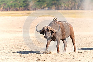 Wild African Buffalo.Kenya, Africa