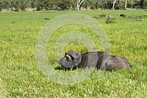 Wild African Buffalo relaxing in grassland