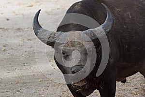 A wild african buffalo in Senegal