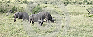 Wild African buffaloes in the grassland of Masai Mara