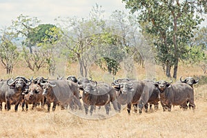 Wild African Buffaloes on the watch
