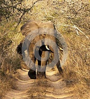 Wild African Bull Elephant photo