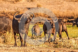 Wild African cape buffalo