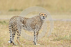 Wild african cheetah