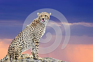 Wild african cheetah