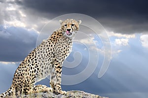 Wild african cheetah