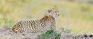 Wild african cheetah