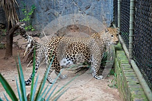 Wild african cheetah, guepard in a zoo cage