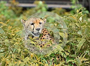 Wild african cheetah hiding with prey in the bushes