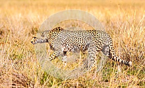 Wild African Cheetah