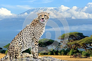 Wild african cheetah on Kilimanjaro mount background