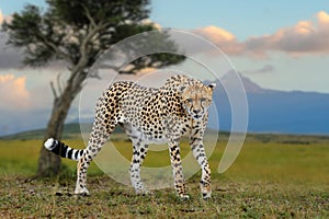 Wild african cheetah in savannah on maout background, beautiful mammal animal