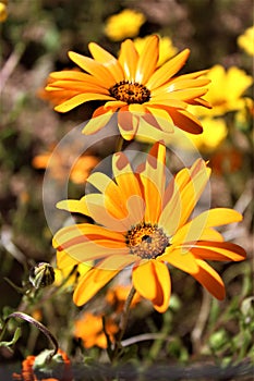 Wild African Daisy, Osteospermum, Mesa, Arizona, Maricopa County