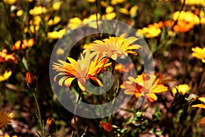 Wild African Daisy, Osteospermum, Mesa, Arizona, Maricopa County