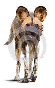Wild African dog. Watercolor drawing