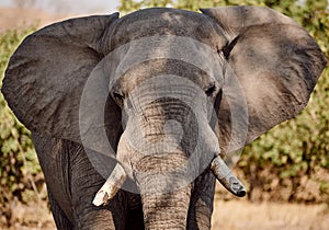 Wild african elephant angry with big ears spread