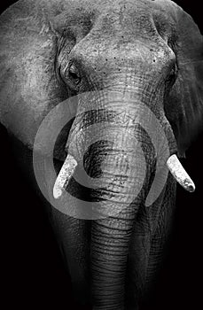 Wild African Elephant (Artistic Edit)
