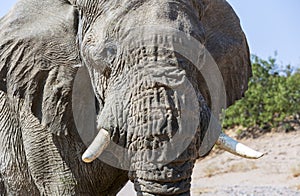 Wild African elephant close up, Botswana, Africa