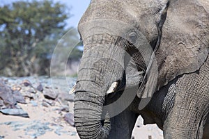 Wild African elephant close up, Botswana, Africa