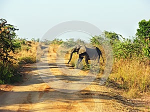 Wild African elephant crossing dirt road on safari