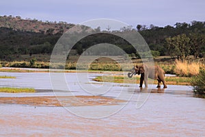 Wild african elephant crossing and drinking river with trunk