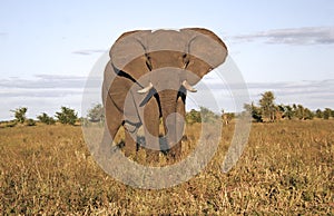 Wild african elephant