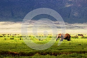 Wild african elephant in green grass in the Ngorongoro Conservation Area on the background of mountains