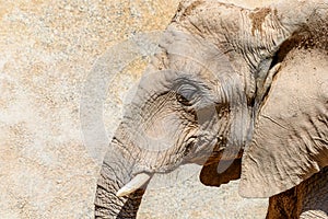 Wild African Elephant Portrait