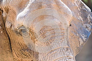 Wild African Elephant Portrait