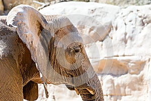 Wild African Elephant Portrait