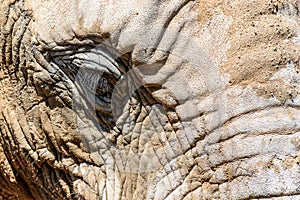 Wild African Elephant Portrait